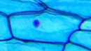 Microscope image of a plant cell. The cell wall and nucleus have been stained dark blue / purple. The cytoplasm has been stained light blue. No other sub-cellular structures are visible. The cell is surrounded by other cells.